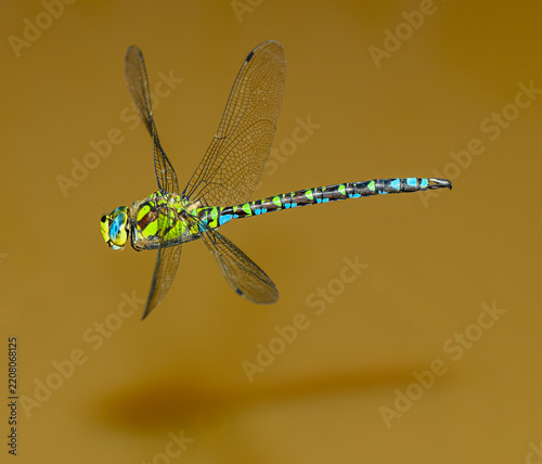 southern or blue hawker dragonfly (Aeshna cyanea) in flight