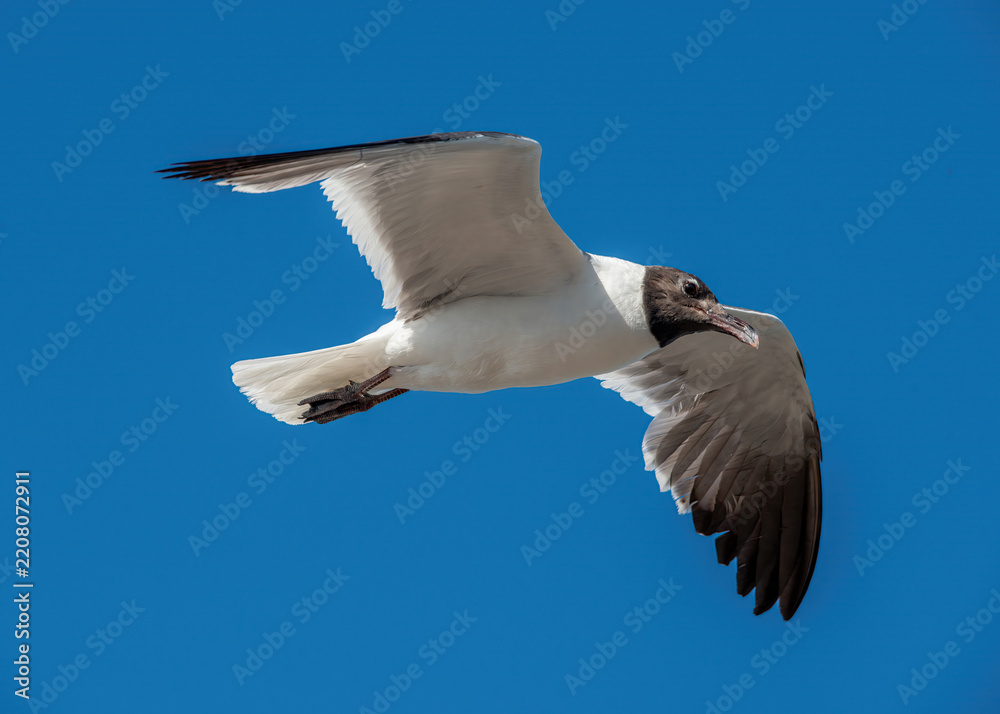 Obraz premium Laughing Gull in flight over South Padre Island in Texas