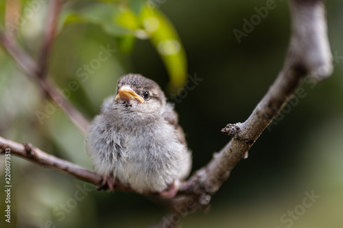 Cute baby sparrow bird sitting on a branch in natural environment