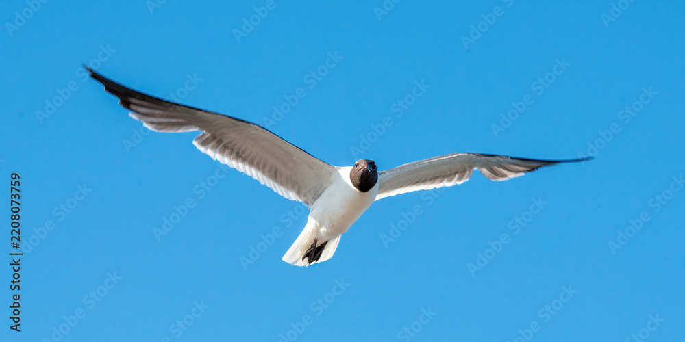 Obraz premium Laughing Gull in flight over South Padre Island in Texas