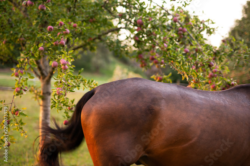 Close-up of a horse flank and tail under an apple tree laden with ripe red apples in an orchard