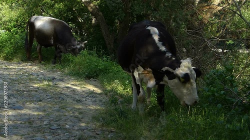 Two cows grazing green grass in shade next to an old macadam road with audio featuring natural bells chiming and forest birds singing sound background daytime countryside scene
