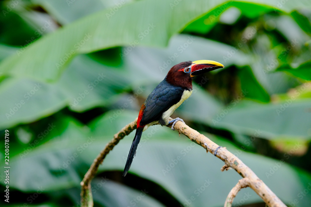 Obraz premium Chestnut-eared aracari toucan perched on branch in tropical rainforest