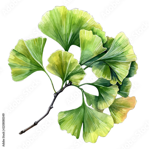 Watercolor vector illustration of Ginkgo Biloba, isolated on a white background.