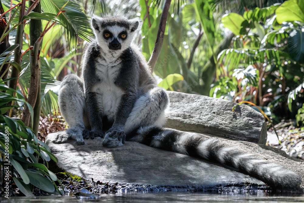 Obraz premium Lémurien catta (Lemur catta) assis sur un rocher au bord de l'eau dans une végétation tropicale