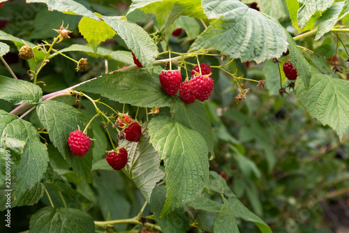 Ripe raspberries hang on green raspberry bushes.