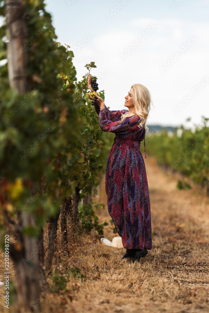 Obraz premium Woman harvesting grapes in a vineyard during sunny day