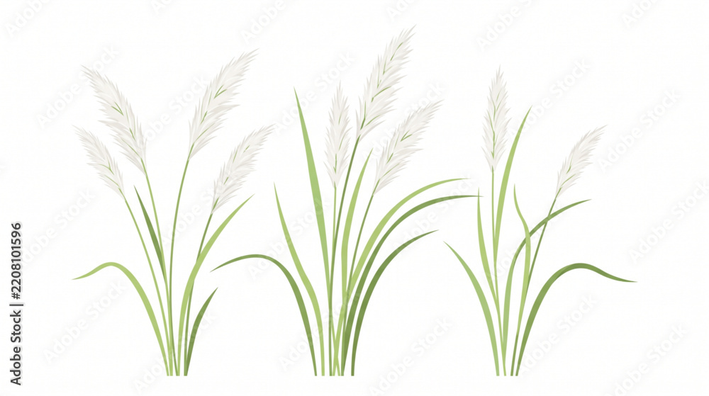 Obraz premium Vector illustration of pampas grass plants with fluffy white plumes on white background