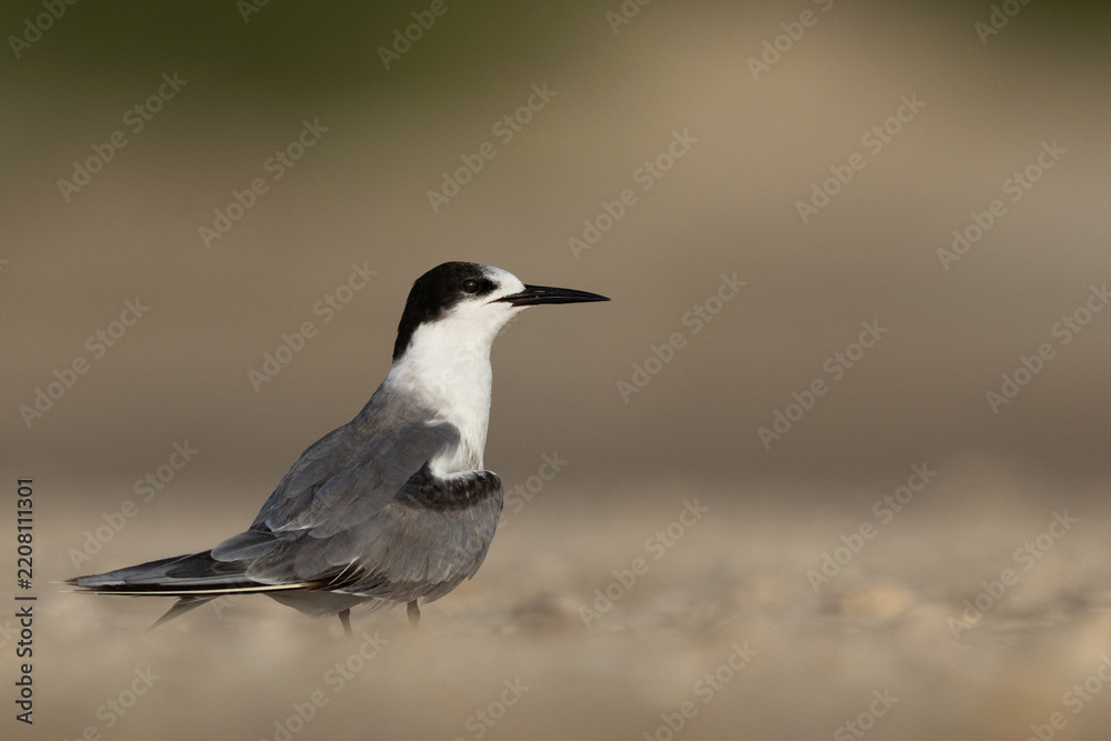 Obraz premium Closeup of a juvenile White-cheeked Tern at Tubli bay, Bahrain