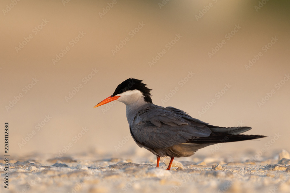 Obraz premium Portrait of White-cheeked Tern perched on the ground at Tubli, Bahrain