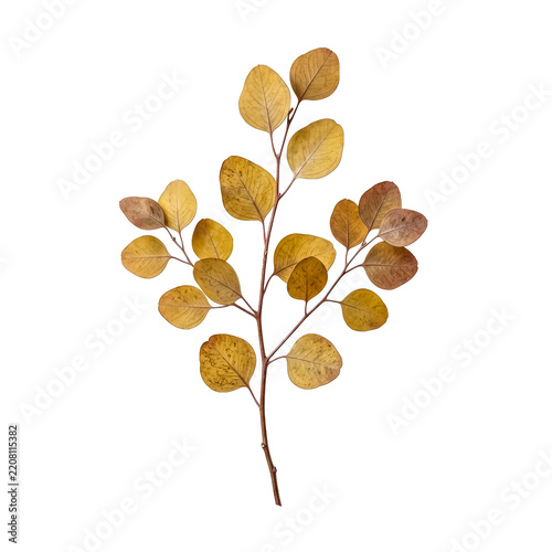 Golden Eucalyptus Branch with Soft Autumn Foliage