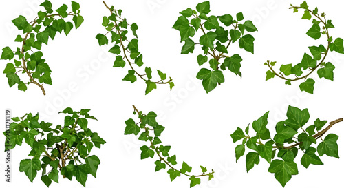 Set of isolated green ivy vine branches and foliage clusters for graphic design projects