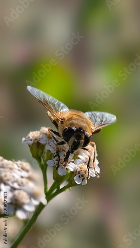 bee on a flower