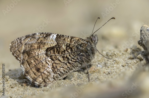 Hipparchia alcyone, Hipparchia hermione, small forest porter, rock grayling, butterfly, insects, butterflies, butterflies, butterflies