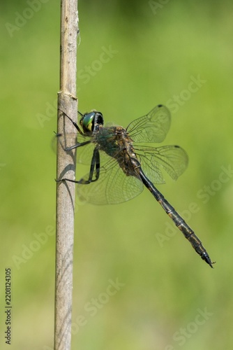 Spotted emerald dragonfly, somatochlora flavomaculata, yellow-spotted emerald, anisoptera, damselflies, dragonflies, high size, portrait format, insects, dragonflies, odonata