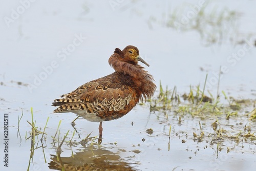 Ruff (Philomachus pugnax), adult male in splendid plumage with erect ruff, courtship display, standing in shallow water in the moor, imposing behaviour, snipe birds, wildlife, Ochsenmoor, Naturpark Dümmer See, Hüde, Lower Saxony, Germany