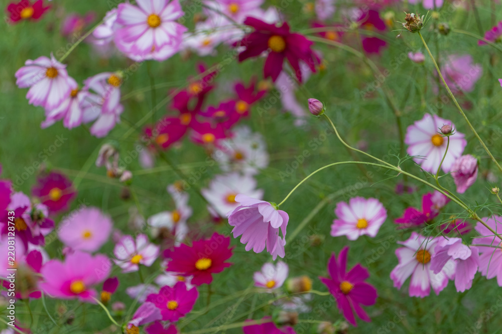 Fototapeta premium Vibrant Pink and White Cosmos Flowers Blooming in Field with Copy Space Background