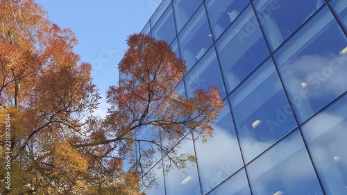 Autumn Tree Foliage and Modern Glass Architecture Reflection 