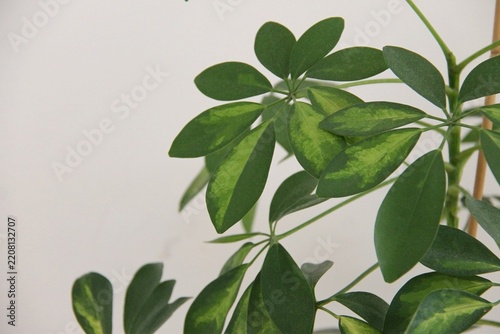 Leaves of umbrela tree variegata, or schefflera arboricola variegata