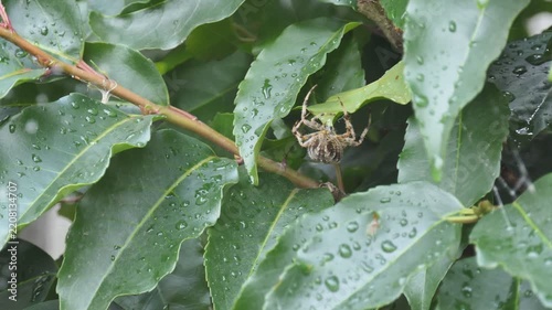 Spider in Web Among Wet Green Leaves With Water Drops
