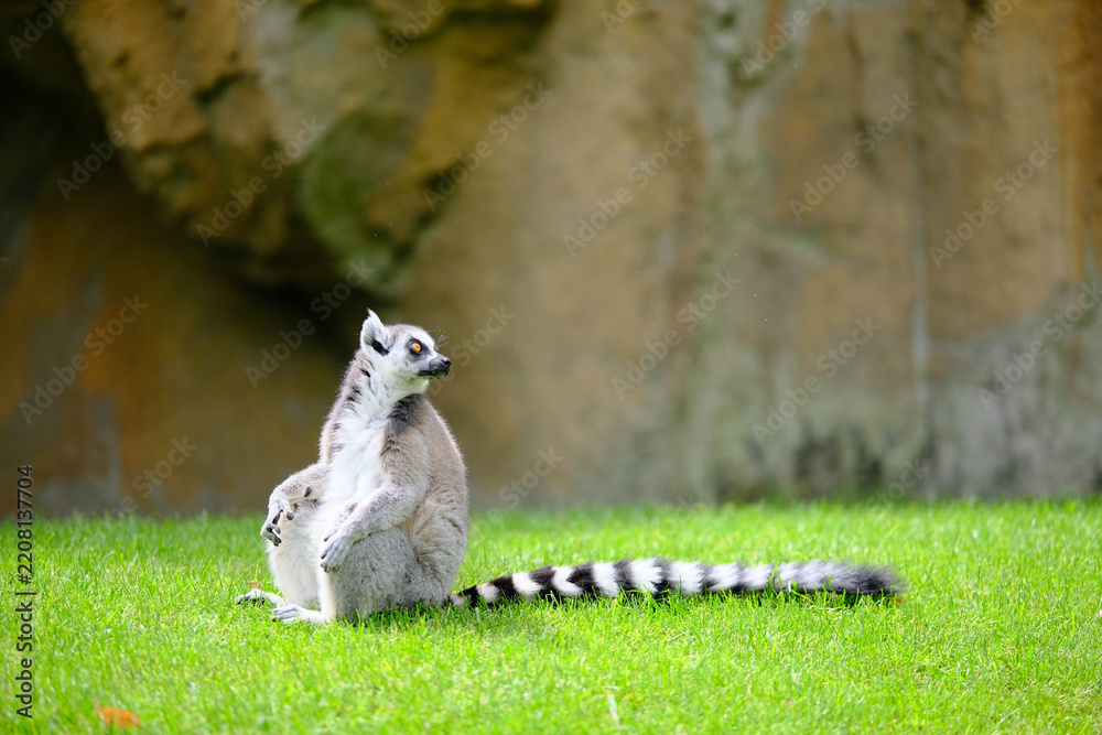 Obraz premium Ring tailed lemur sitting relaxed on green grass outdoors in wildlife park