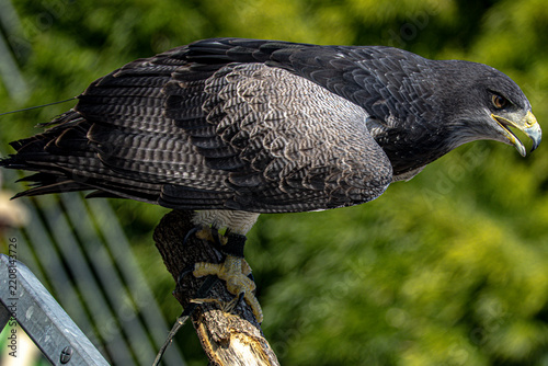 Black-chested buzzard-eagle perched on a branch
