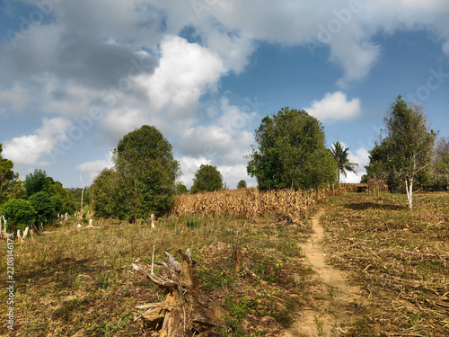 Dried Cornfield and Fallen Tree in Rural Landscape