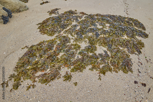 Seaweed washed onto sandy beach along rugged rocky coastline.