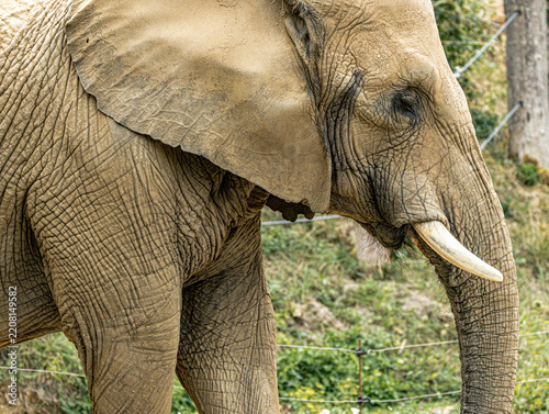 African savanna elephant (Loxodonta africana) at ZooParc de Beauval in France. This majestic mammal is recognized by its large ears, long trunk, tusks, and massive body. A wildlife photograph