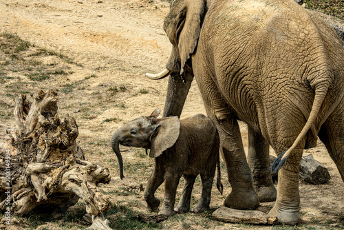 African savanna elephant (Loxodonta africana) at ZooParc de Beauval in France. This majestic mammal is recognized by its large ears, long trunk, tusks, and massive body. A wildlife photograph