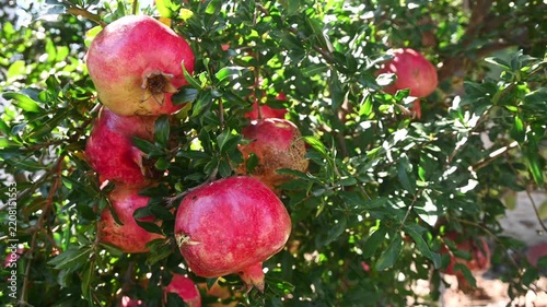 ripe pomegranate fruits hanging on a tree branch
