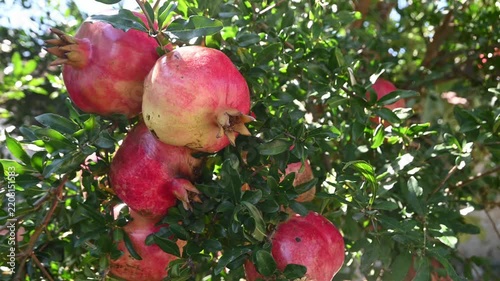 ripe pomegranate fruits hanging on a tree branch
