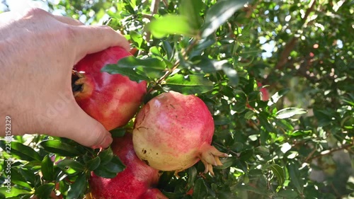 ripe pomegranate fruits hanging on a tree branch
