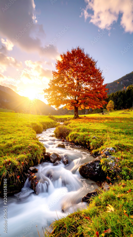 Obraz premium Herbstlandschaft mit leuchtendem Baum im goldenen Sonnenlicht