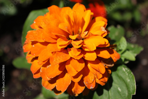 Close-up of a vibrant orange zinnia flower blooming in the garden