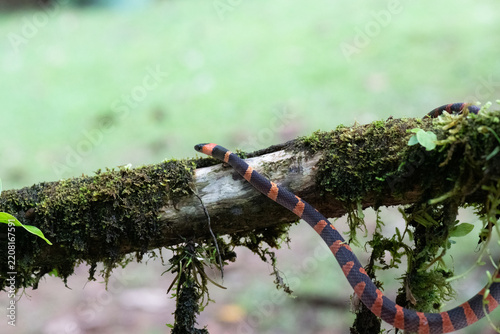 View of a coral snake with distinctive red and black bands resting on a mossy tree branch in the rainforest of Costa Rica.