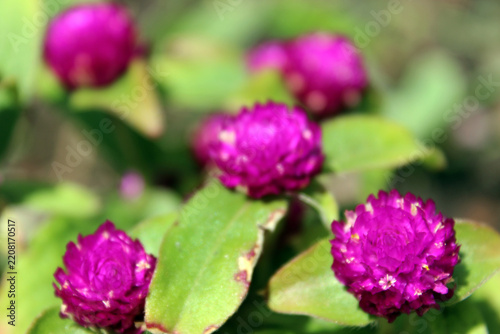Group of purple globe amaranth flowers blooming in the meadow