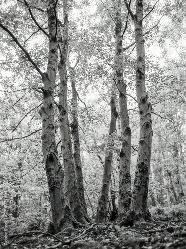 Four gnarled birch trunks with dense foliage in soft greyscale woodland