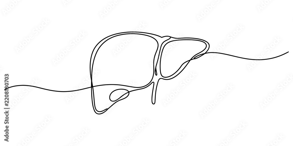 Obraz premium Human liver organ simple one continuous line drawing icon illustration