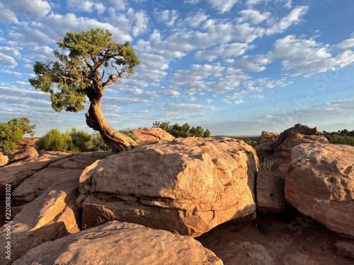 Lone tree in desert with great clouds and sky
