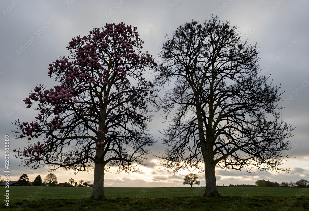 Obraz premium Seasonal change and nature transition, blooming magnolia tree beside a bare tree in a rural landscape during early spring with a cloudy sunset sky