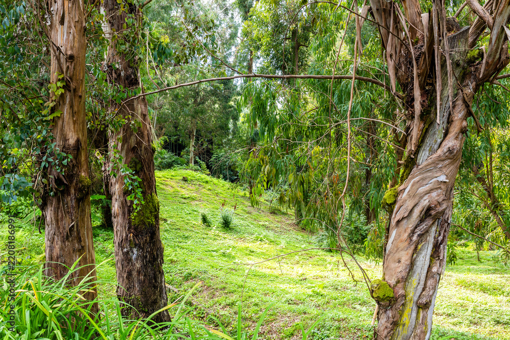 Obraz premium green meadow in eucalyptus grove in Batumi