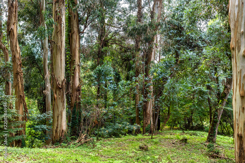 Fototapeta premium eucalyptus grove in Batumi Botanical Garden
