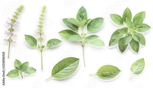 Fresh sweet basil leaves and flowering stems isolated on white background