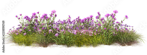 Nature blooms wildflower grow on transparent background 3d render png