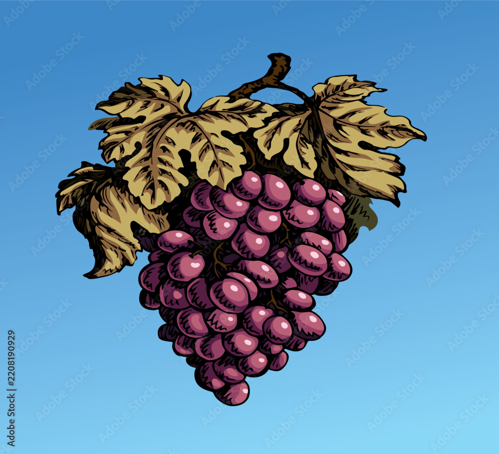 Obraz premium Bunch of grapes. Vector drawing