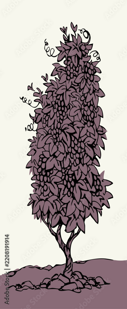 Obraz premium Vector drawing. Grape in the vineyard