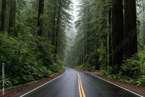 Misty forest road winding through dense evergreen woodland in a tranquil atmosphere with copy space