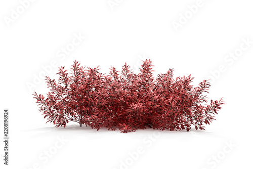 Red autumn bush plant isolated on transparent background