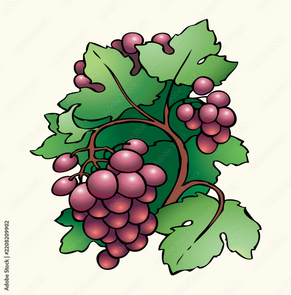 Obraz premium Vector drawing. Juicy ripe purple grapes on the vine